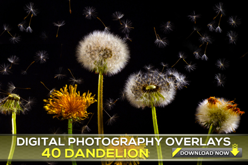 40-dandelion-photo-overlays