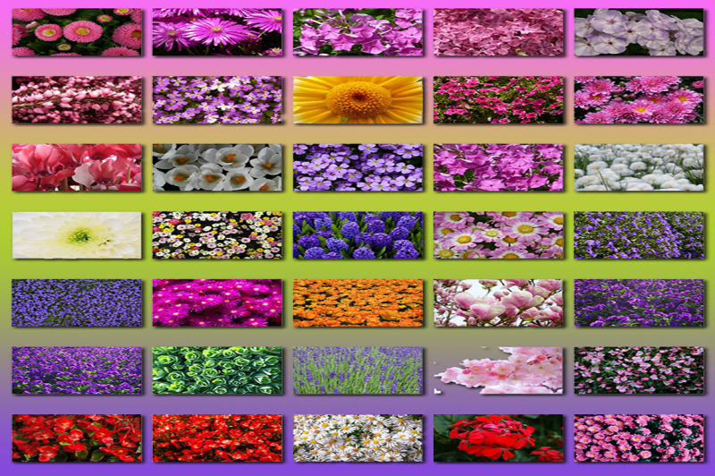 100-flower-textures