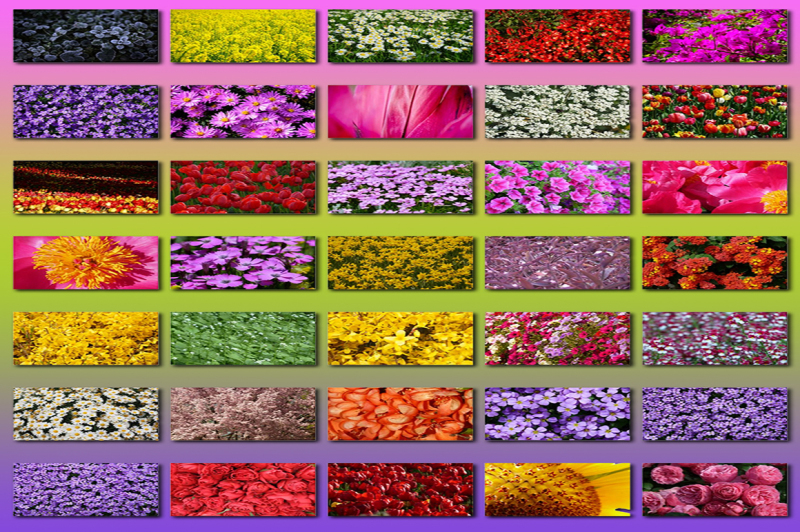 100-flower-textures