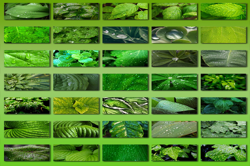 60-green-leaves-textures