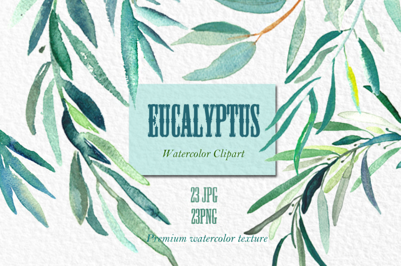 eucalyptus-watercolor-clipart