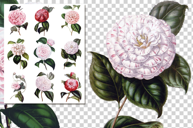 flowers-camellia-flowers