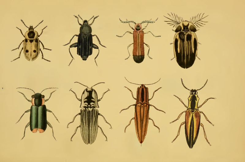 vintage-85-beetles