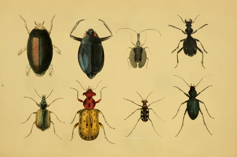 vintage-85-beetles