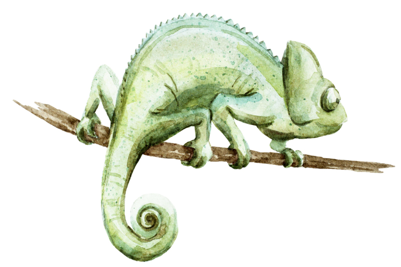 watercolor-chameleons-vector-original-jpg