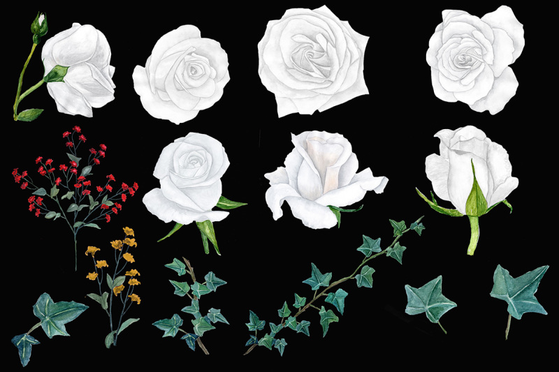 watercolor-white-roses-clipart