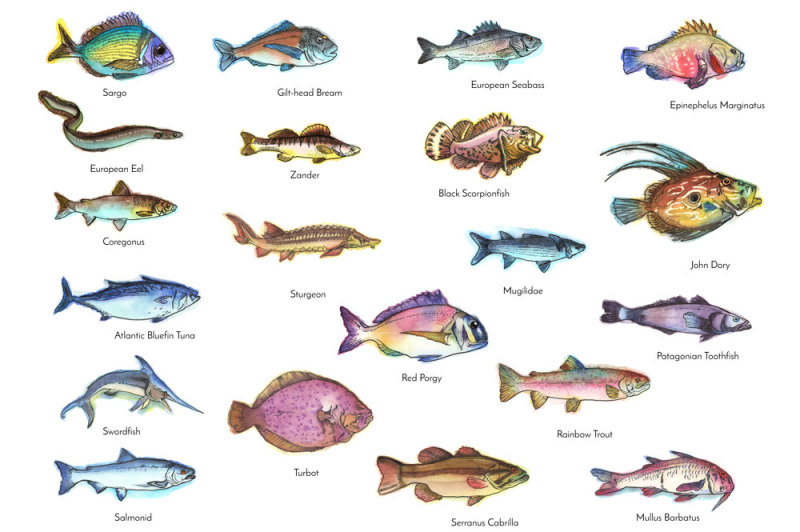 watercolor-fish-clipart-big-collection-limited-time-offer-1-normally-10
