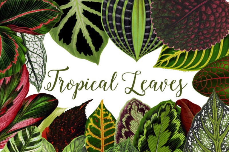 tropical-leaves-clipart