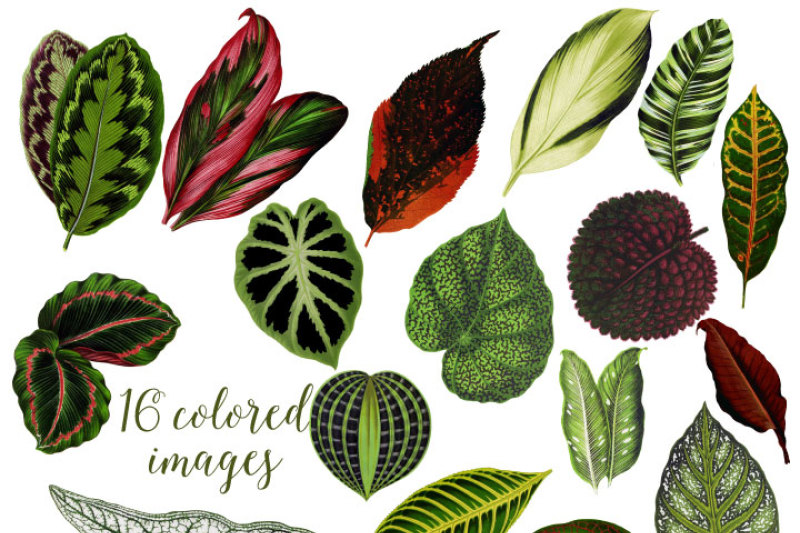 tropical-leaves-clipart