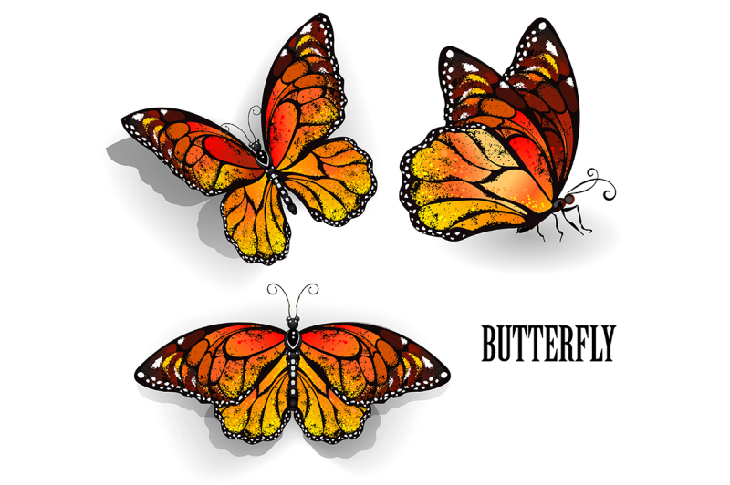 set-of-orange-butterflies-monarchs