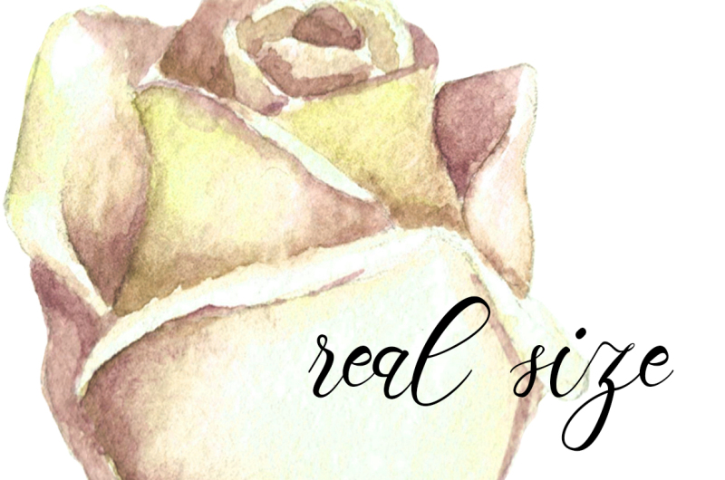 white-roses-and-flourishes-watercolor-set