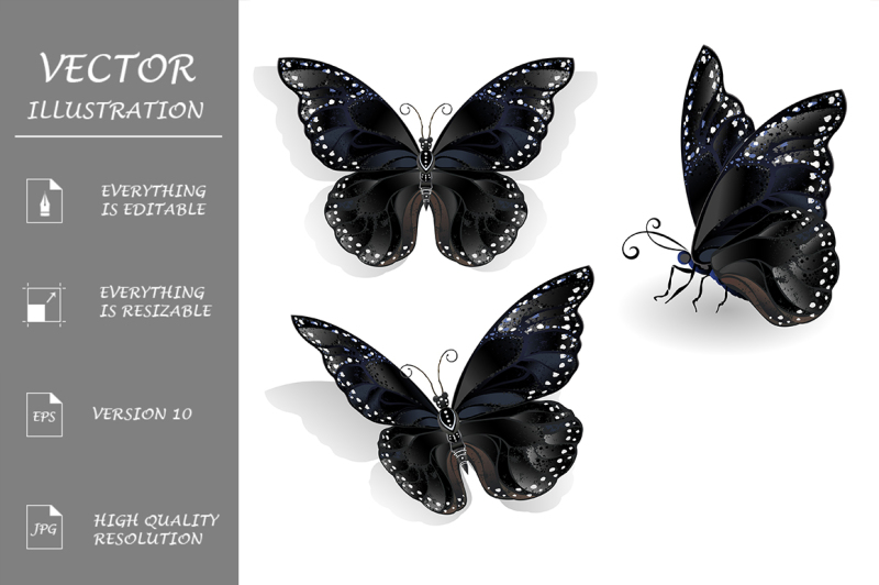 set-of-black-butterflies-morpho