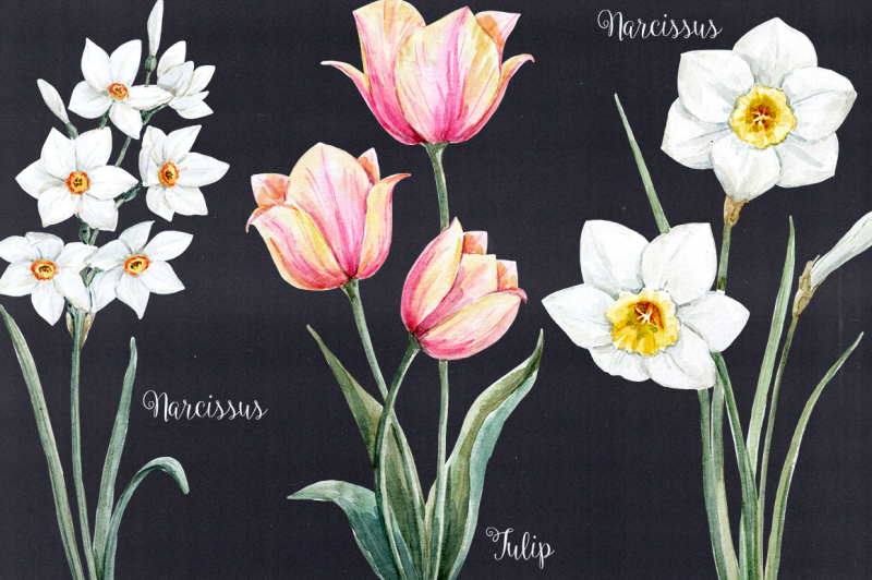 watercolor-flower-set-vector-png-psd