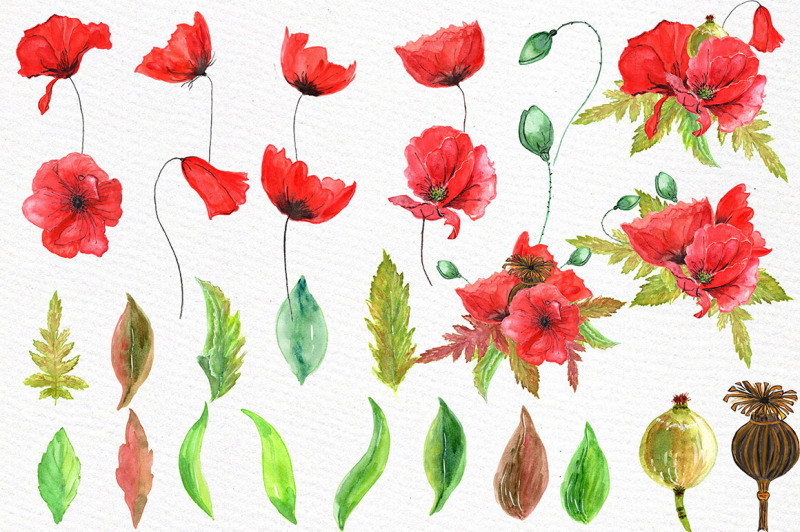 watercolor-flowers-poppies-clipart