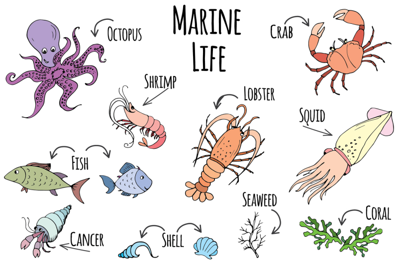 set-doodle-marine-life