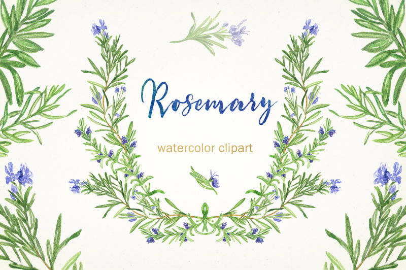 rosemary-watercolor-clip-art