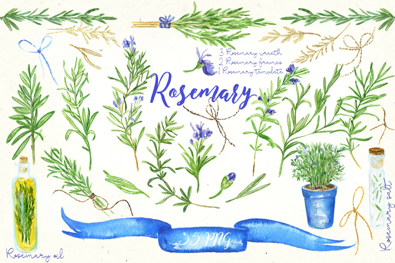 rosemary-watercolor-clip-art