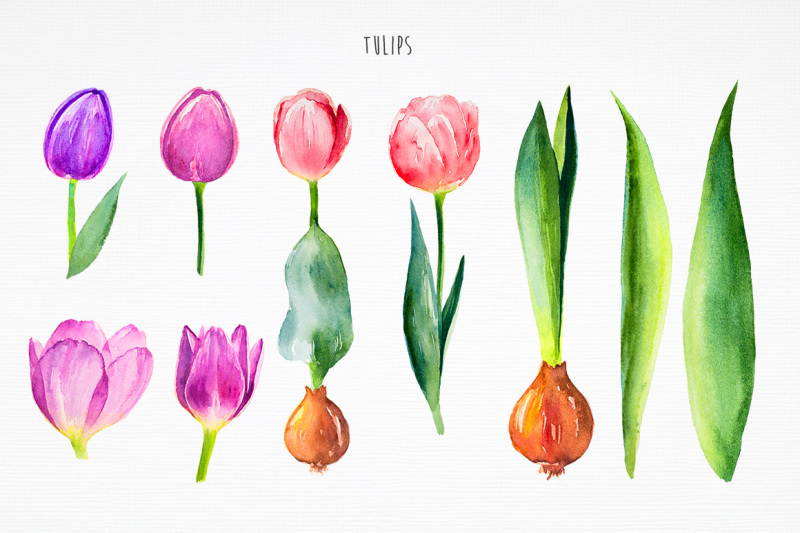 tulips-watercolor-illustrations
