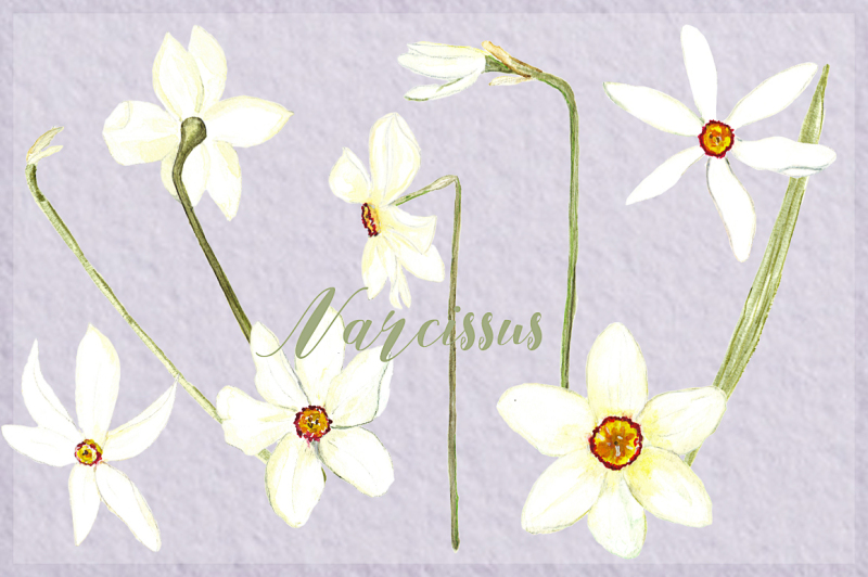 narcissus-spring-watercolor-clipart