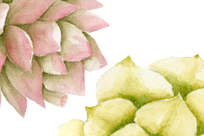 watercolor-succulent-clipart