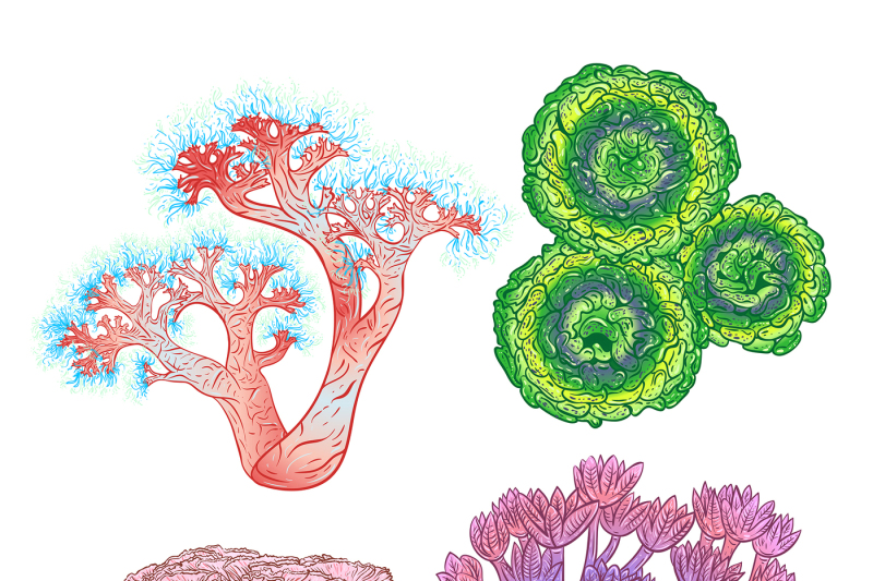 vector-corals-and-seaweeds-set