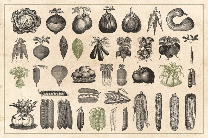 150-vintage-vegetables-vector