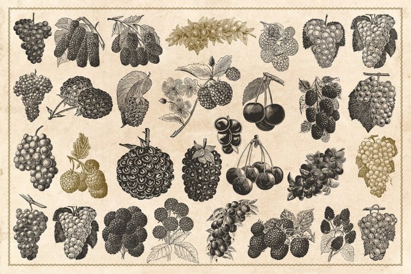 120-vintage-fruit-and-nuts-vector