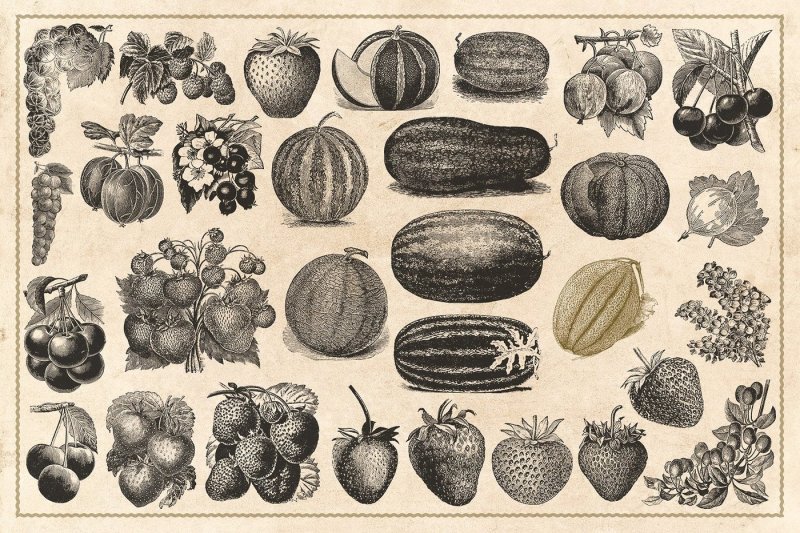 120-vintage-fruit-and-nuts-vector
