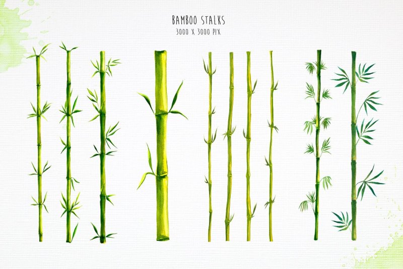 bamboo-watercolor-illustrations