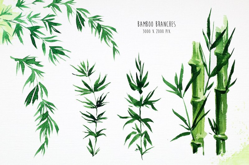 bamboo-watercolor-illustrations