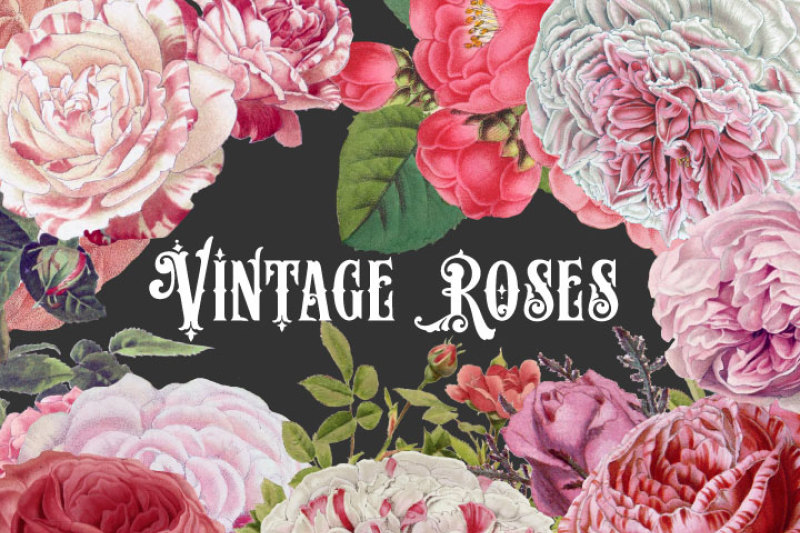 vintage-pink-roses-clipart-and-brushes
