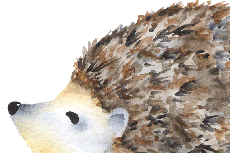 watercolor-hedgehog-clipart