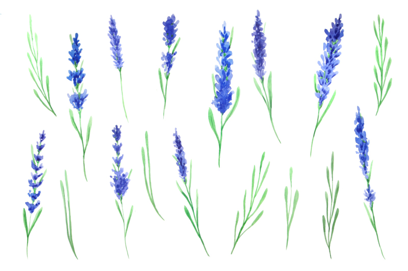 watercolor-blue-lavender-flowers