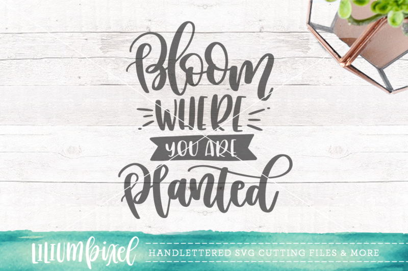 bloom-where-you-are-planted-svg-png-dxf