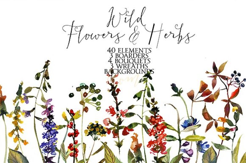 wild-flowers-and-herbs-watercolor-set