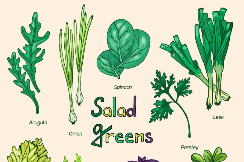 vector-set-of-green-salad-leaves