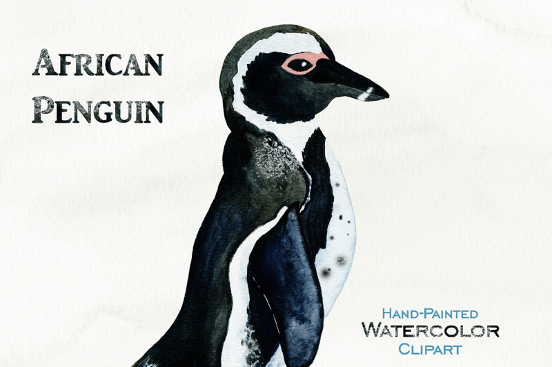 cute-watercolor-african-penguin-illustration