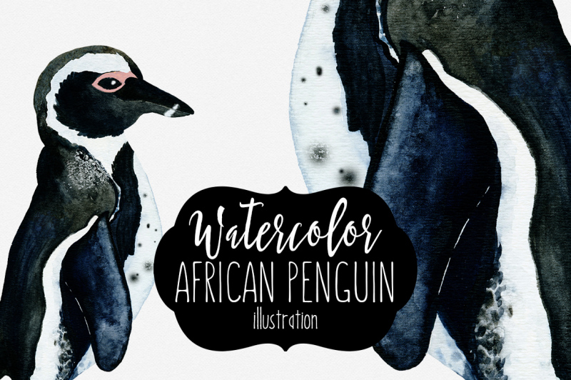 cute-watercolor-african-penguin-illustration