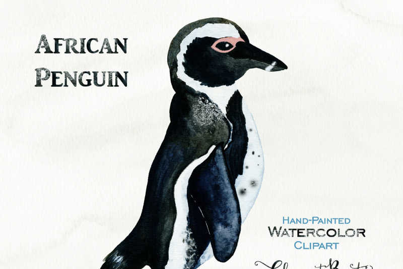 cute-watercolor-african-penguin-illustration