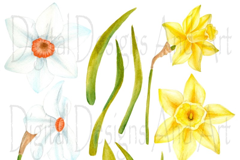 watercolor-daffodil-clipart