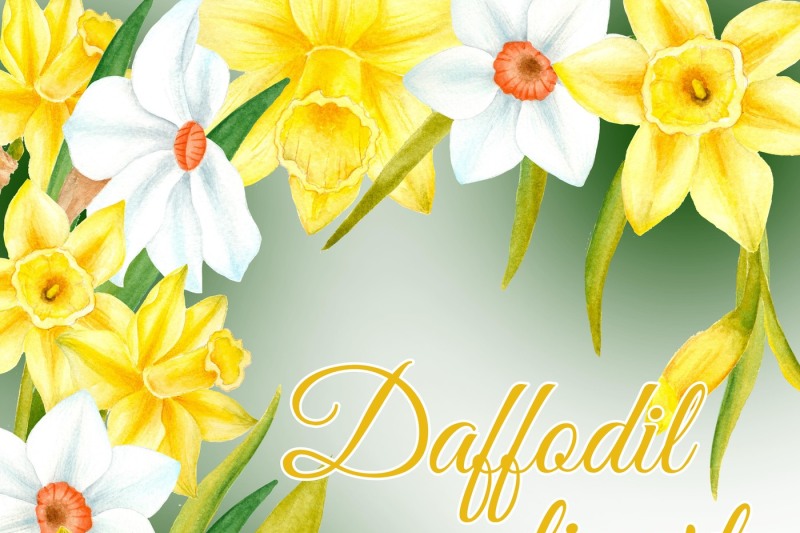 watercolor-daffodil-clipart