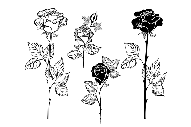 set-of-contour-roses