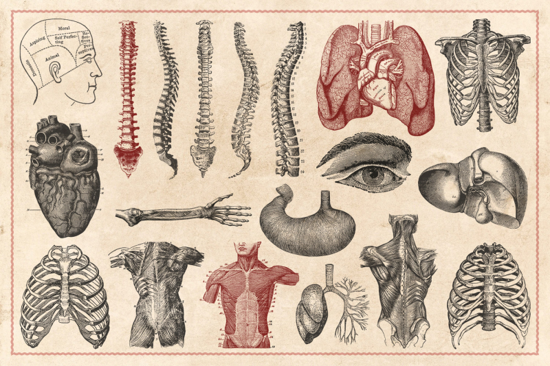 100-vintage-anatomy-illustrations