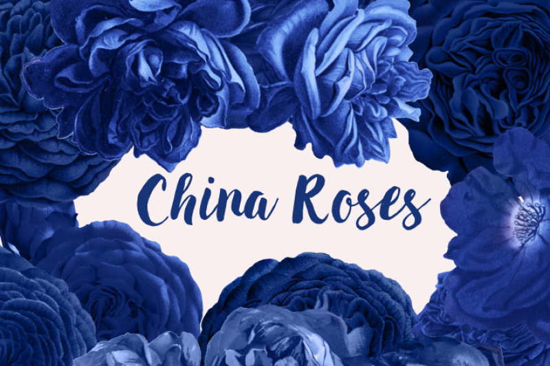 china-roses-vintage-watercolor-roses