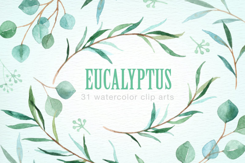 eucalyptus-leaf-watercolor-clipart