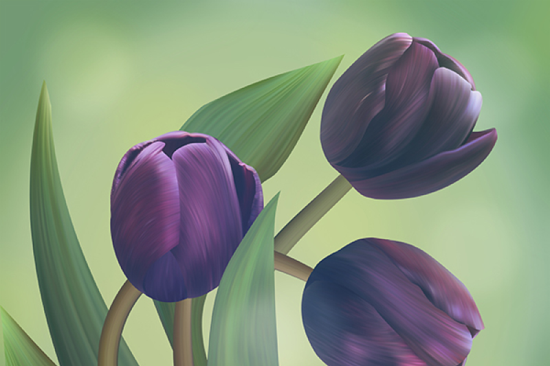 beautiful-illustration-with-three-black-tulips-on-green-background