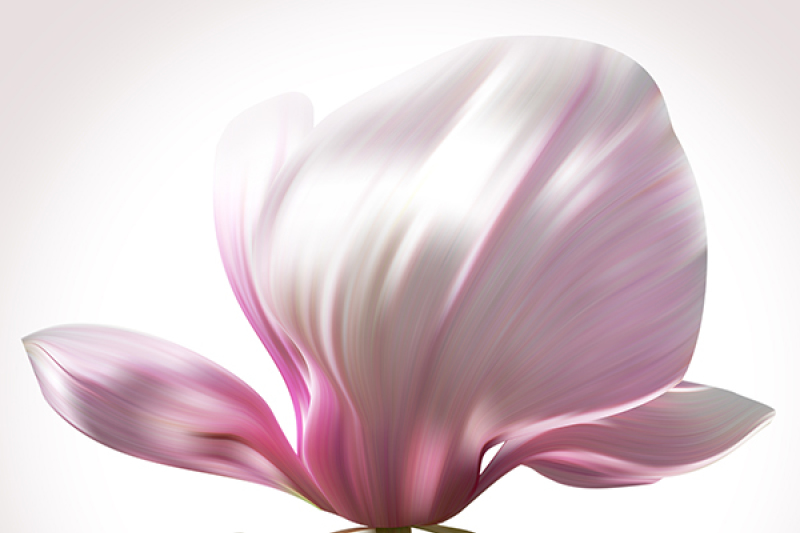 magnolia-illustration-close-up-on-white-backdrop-for-design-of-posters-banner-birthday-cards