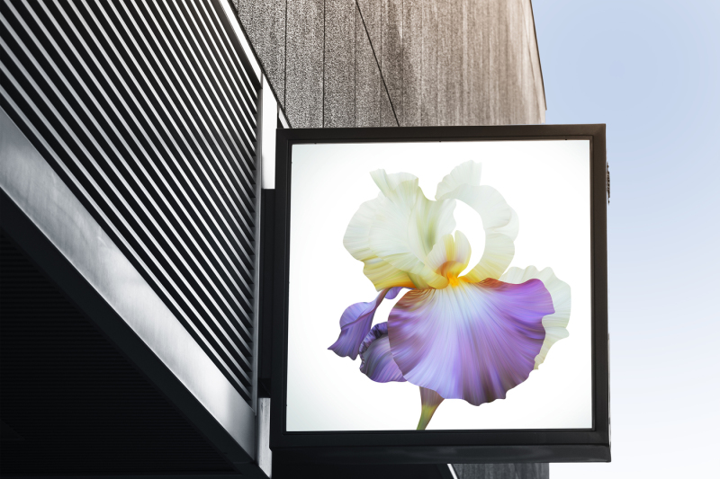 lovely-royal-iris-on-light-backdrop-beautiful-spring-illustration-for-posters