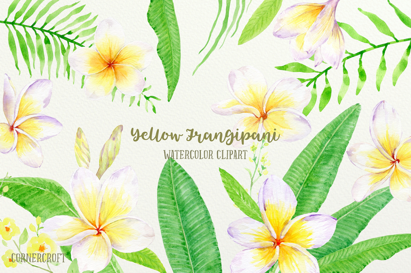 watercolor-frangipani-clip-art