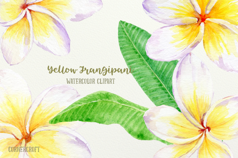 watercolor-frangipani-clip-art